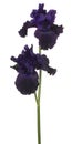 Iris flower isolated Royalty Free Stock Photo