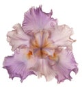 Iris flower isolated Royalty Free Stock Photo