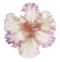 Iris flower isolated Royalty Free Stock Photo