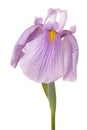 Iris flower isolated Royalty Free Stock Photo