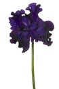 Iris flower isolated Royalty Free Stock Photo