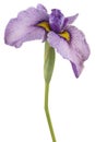 Iris flower isolated Royalty Free Stock Photo