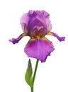 Iris flower isolated on white Royalty Free Stock Photo
