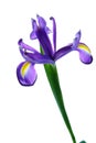 Iris flower isolated on white Royalty Free Stock Photo