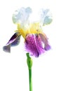 Iris flower isolated on white background Royalty Free Stock Photo