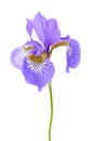 Iris Flower Isolated on White Background Royalty Free Stock Photo