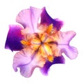 Iris flower isolated on white background. Purple with yellow. Macro. Close up. Royalty Free Stock Photo