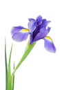 Iris flower isolated on white, beautiful spring plant. Royalty Free Stock Photo