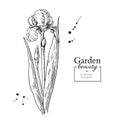 Iris flower and leaves drawing. Vector hand drawn engraved flora