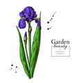 Iris flower and leaves drawing. Vector hand drawn floral object. Garden bloom. Royalty Free Stock Photo