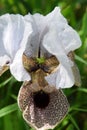 Iris flower, leopard coloring