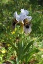 Iris flower, leopard coloring