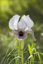 Iris flower, leopard coloring