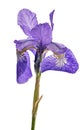 Iris flower lilac one bloom isolated on white Royalty Free Stock Photo