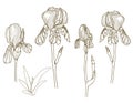 Iris flower line art stylisated, engrave