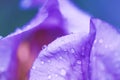 Iris flower macro photo. Violet beautiful blooming petal after rain Royalty Free Stock Photo