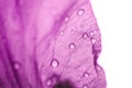 Iris flower macro photo. Violet beautiful blooming petal after rain Royalty Free Stock Photo