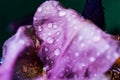 Iris flower macro photo. Violet beautiful blooming petal after rain Royalty Free Stock Photo