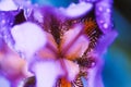 Iris flower macro photo. Violet beautiful blooming petal after rain Royalty Free Stock Photo