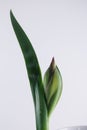 Iris flower in macro on white clean backround