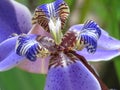 Iris Flower - Multicolored