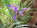 Iris Flower - Multicolored