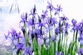 Iris flower near the water Royalty Free Stock Photo