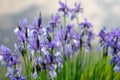 Iris flower near the water Royalty Free Stock Photo