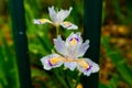 Iris flower-Perennial herb Royalty Free Stock Photo