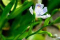 Iris flower-Perennial herb Royalty Free Stock Photo