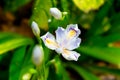 Iris flower-Perennial herb Royalty Free Stock Photo
