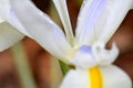 Iris Flower Petal Water Drops Royalty Free Stock Photo