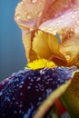 Iris flower petals with raindrops in the garden Royalty Free Stock Photo