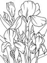 Iris flower, plant. Flower outline. Page outline of cartoon. Royalty Free Stock Photo