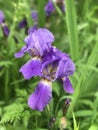 IRIS FLOWER Royalty Free Stock Photo