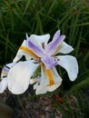 Iris flower