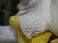 Iris flower after the rain close up macro