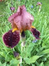 Iris flower in rain drops on a background of green grass Royalty Free Stock Photo