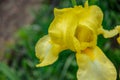 Iris After a summer rain. Yellow iris flower after the rain Royalty Free Stock Photo