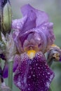 Iris flower after rain with rain drops on leafs Royalty Free Stock Photo