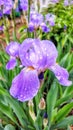 Iris flower after the rain. Royalty Free Stock Photo