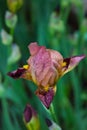 Iris flower with raindrops Royalty Free Stock Photo