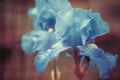 Iris flower with rainy drops Royalty Free Stock Photo