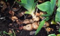 Iris flower root in the summer garden, close up Royalty Free Stock Photo