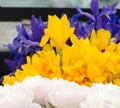 Iris flower season at Redmond farmer market Royalty Free Stock Photo