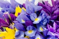 Iris flower season at Redmond farmer market Royalty Free Stock Photo