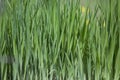 Iris flower shoots, green macro blades natural calming texture