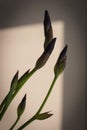 Iris flower in silhouette on wall background. Shadow and light with flower in bloom. Iris flower contour. Summer flowers. Royalty Free Stock Photo