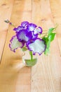 Iris flower in small glass vase. Royalty Free Stock Photo