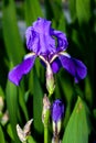 Iris - Flower in the summer Royalty Free Stock Photo